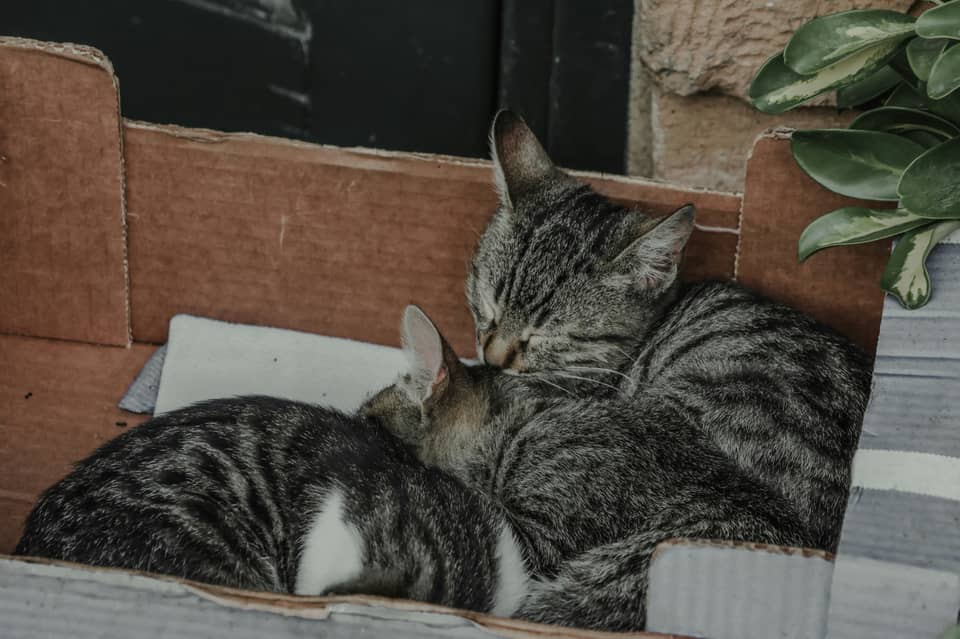 Hai chú mèo ngủ trong hộp